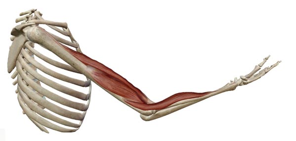 Neuromuscular Electrical Stimulation Device